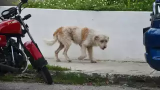 Fiscalía investiga  envenenamiento de animales en Campeche; buscan prohibir veneno