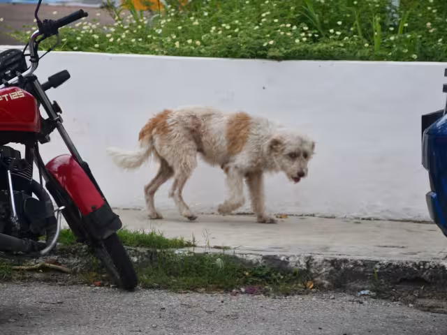 A prohibir la venta de veneno.