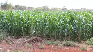 Maiceros piden que los incluyan en el Plan Campeche