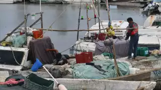 Pescadores de Lerma denuncian apatía oficial en Día Mundial del Pulpo