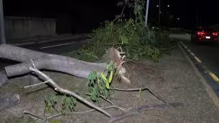 Rachas de viento provocan caída de un árbol en la avenida López Portillo de Campeche