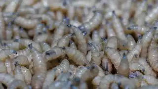 Productores de Campeche en alerta por amenaza del Gusano Barrenador