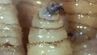 Reportan tercer caso humano de miasis por Gusano Barrenador en Chiapas