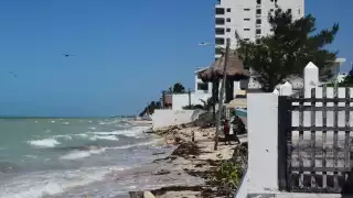 En Yucatán, se pierden  hasta 100 hectáreas  de mangle  cada año 