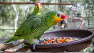 Proyecto Santa María le da alas a loros yucatecos