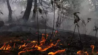 Campeche liquida 15 incendios forestales con casi 5 mil hectáreas afectadas