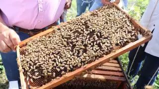 En Campeche, lluvias afectan la producción de miel 