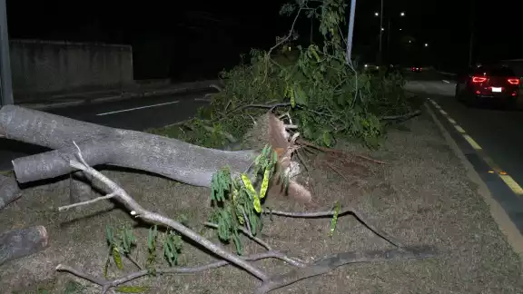 El árbol terminó derrumbado por los fuertes vientos.
