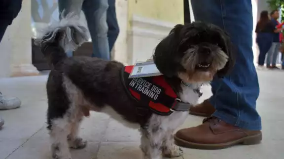 Entre 7 y 8 de cada 10 niños con autismo requieren apoyo de un perro de servicio. Entre 7 y 8 de cada 10 niños con autismo requieren apoyo de un perro de servicio.