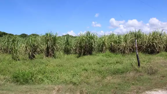 Importación de azúcar golpea a productores de caña en Campeche