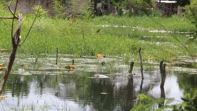 Los cuerpos de agua se han convertido en criaderos debido a que el líquido tarda en secarse, sobre todo en esta temporada