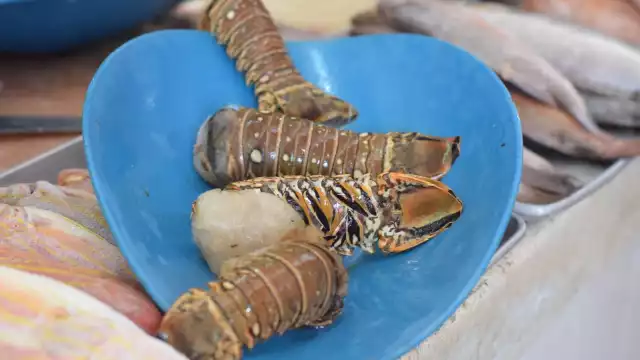 El precio actual de la langosta vive un repunte a comparación del año pasado