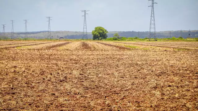 Este cultivo representa una derrama económica de más de 236 mdp, tanto para el mercado de exportación y nacional, asegura el SIAP