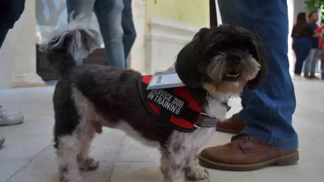 Entre 7 y 8 de cada 10 niños con autismo requieren apoyo de un perro de servicio.