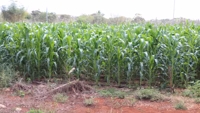 estiman cosechar 750 mil toneladas para el próximo ciclo agrícola
