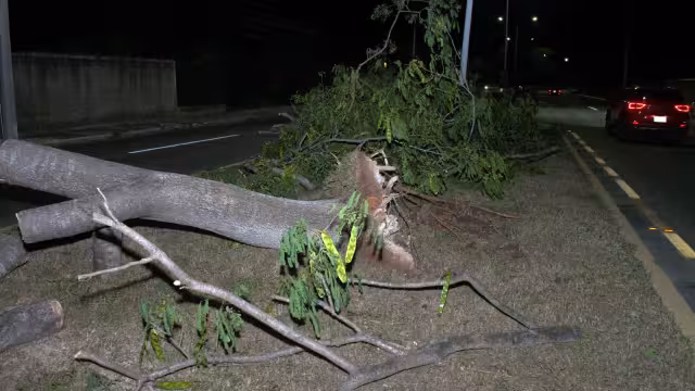 El árbol terminó derrumbado por los fuertes vientos.