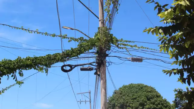 Vecinos de Champotón alertan por cables de la CFE cubiertos de maleza