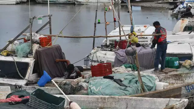 Hoy es el Día del Pulpo: en Campeche lo pescan, lo cuidan y lo celebran