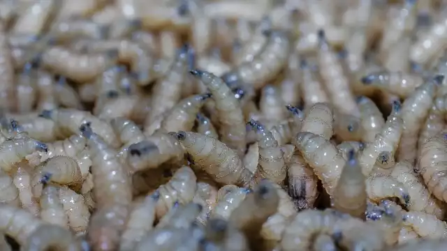 Campeche libre del gusano barrenador