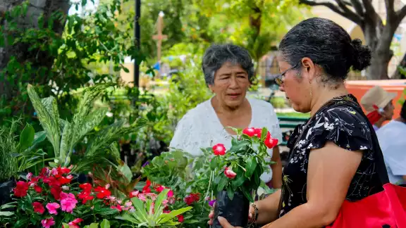 En las jornadas de la Expo se pueden encontrar flores del desierto, cítricos, colgantes, coronas de Cristo, entre otras En las jornadas de la Expo se pueden encontrar flores del desierto, cítricos, colgantes, coronas de Cristo, entre otras