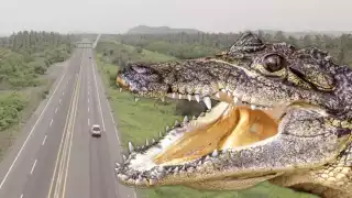 Captan a un enorme cocodrilo cruzando la autopista Manzanillo-Colima