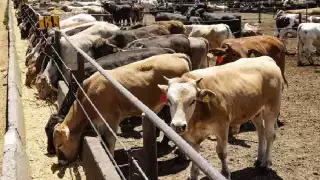 El ingeniero agrónomo Wilbert Chi Pech detecta al gusano barrenador del ganado en Sanahcat