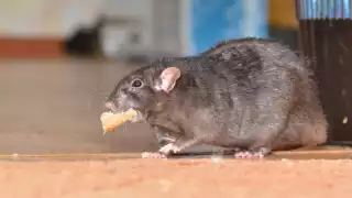 Clausuran una carnicería infestada de ratas en Torreón