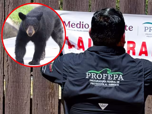 Actualmente, la osa es atendida en un centro de rescate especializado