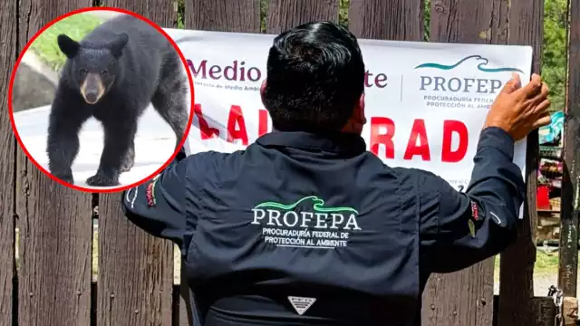 Actualmente, la osa es atendida en un centro de rescate especializado