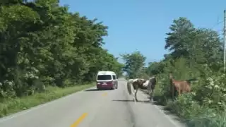 Tragedia en Sabancuy: Joven muere al chocar contra un caballo en carretera