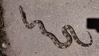 Vecinos sorprendidos por reptil en tendido eléctrico en Becal