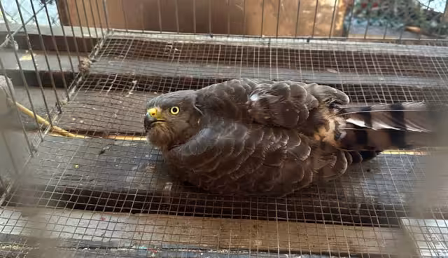 El ave fue localizada en el patio de una vivienda cerca del Panteón Colonia.