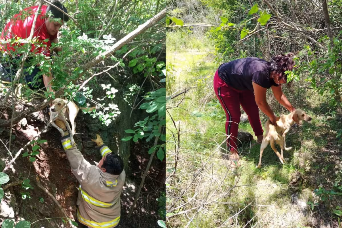 Bomberos de Campeche rescatan a perro atrapado en un pozo - PorEsto