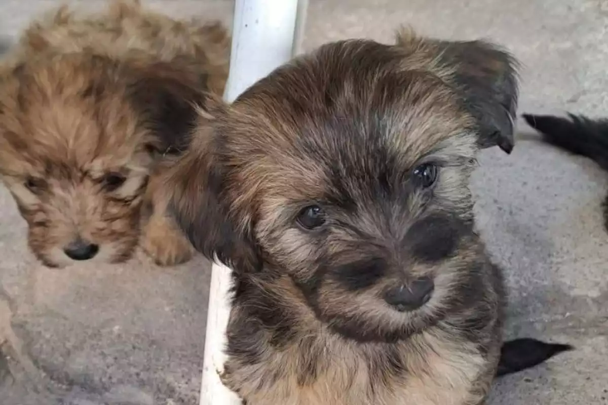 Calor en Yucatán aumenta la reproducción de garrapatas; perros, los ...