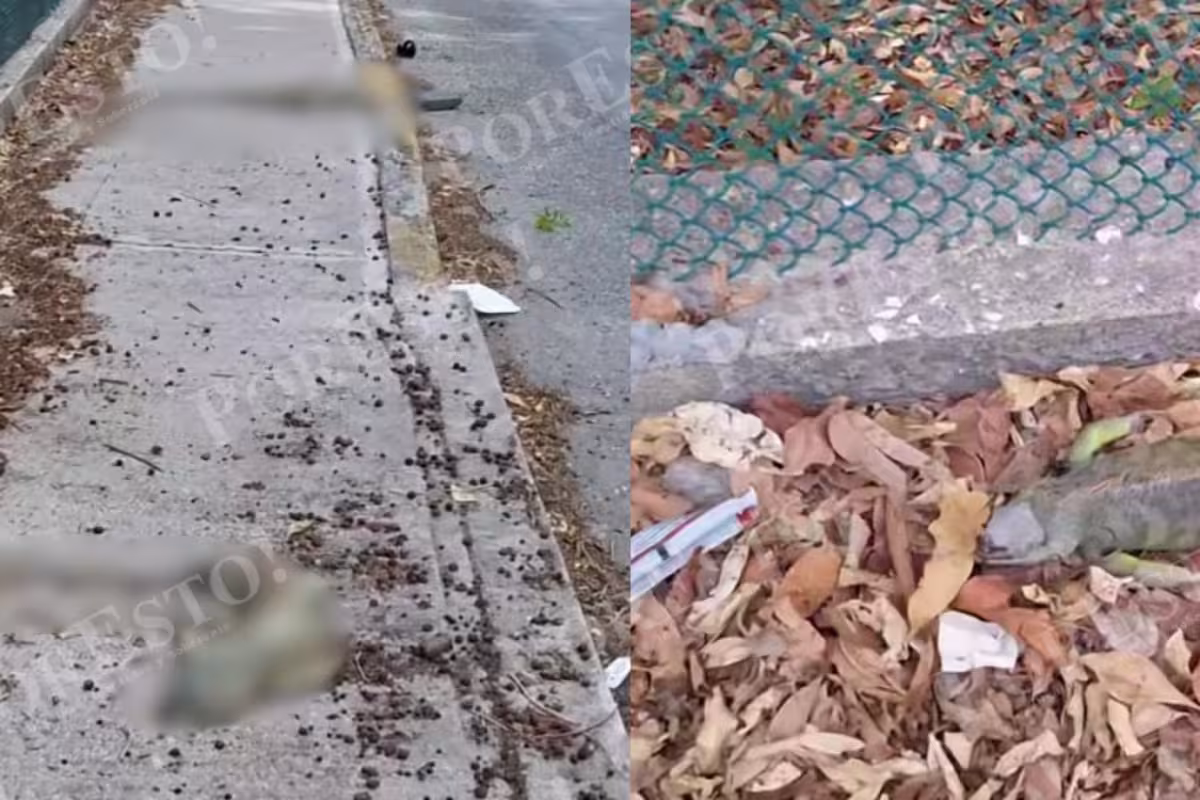 Fragmentación urbana pone en riesgo a especies silvestres en Ciudad del ...