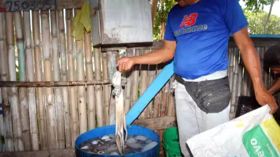 Pulpo maya en crisis: autoridades refuerzan vigilancia en costas de Campeche Pulpo maya en crisis: autoridades refuerzan vigilancia en costas de Campeche