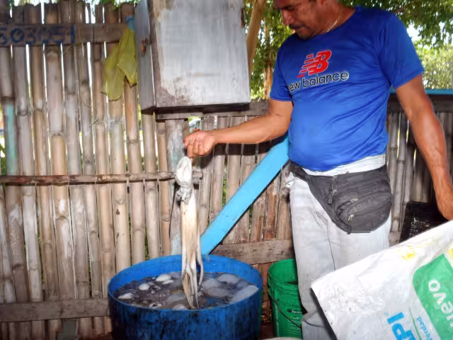 Pulpo maya en crisis: autoridades refuerzan vigilancia en costas de Campeche