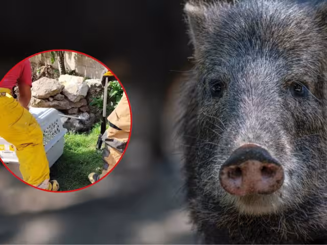 Algunas personas aseguraron que el animal intentó morderlos