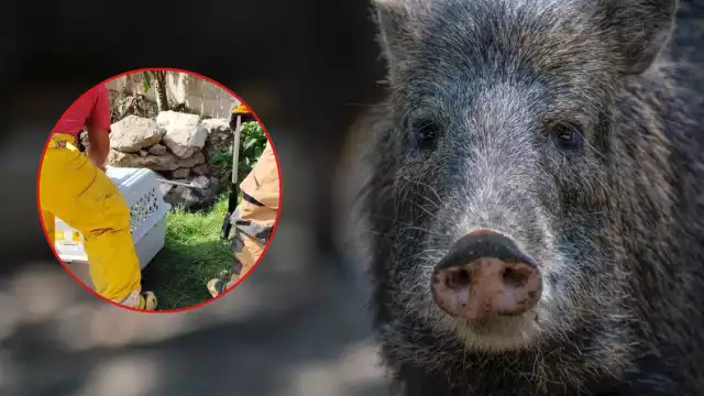 Algunas personas aseguraron que el animal intentó morderlos