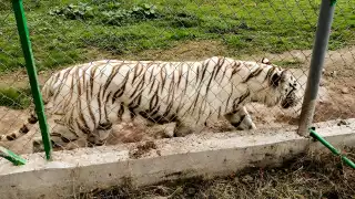 Muere tigre de bengala en zoológico de Xicotepec, Puebla, tras fuertes inundaciones