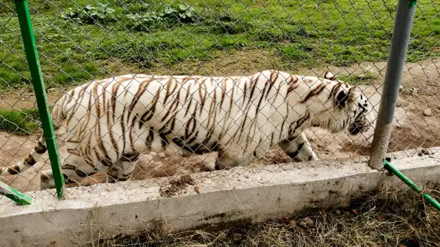 En un principio se creyó que el tigre pudo haber escapado