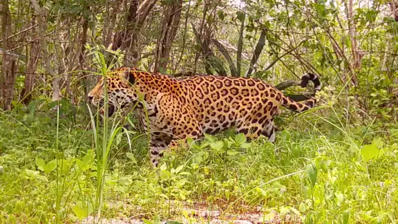 El jaguar ha sido detectado en diversos puntos de la zona El jaguar ha sido detectado en diversos puntos de la zona