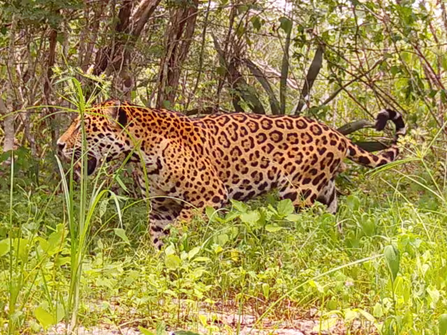 El jaguar ha sido detectado en diversos puntos de la zona