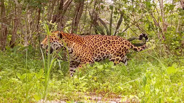 El jaguar ha sido detectado en diversos puntos de la zona