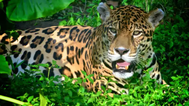 El jaguar está en peligro de extinción en Campeche debido a la deforestación, la fragmentación del hábitat y la caza ilegal
