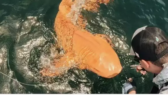 Tiburón naranja Tiburón naranja