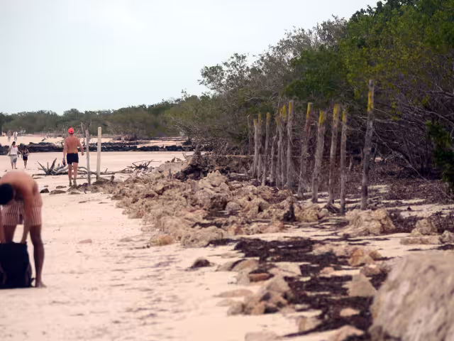 Quintana Roo registra pérdida de 82 mil hectáreas de manglar