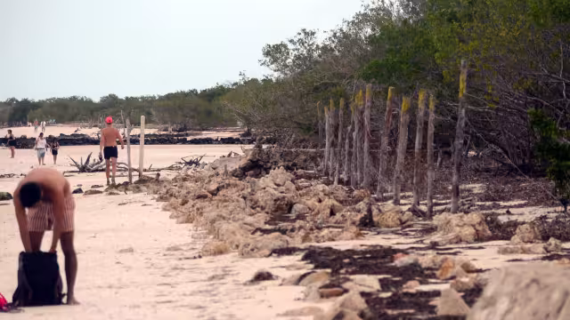 Quintana Roo registra pérdida de 82 mil hectáreas de manglar