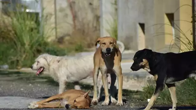 Envenenan a seis perros en Campeche; vecinos exigen justicia en Konchén

