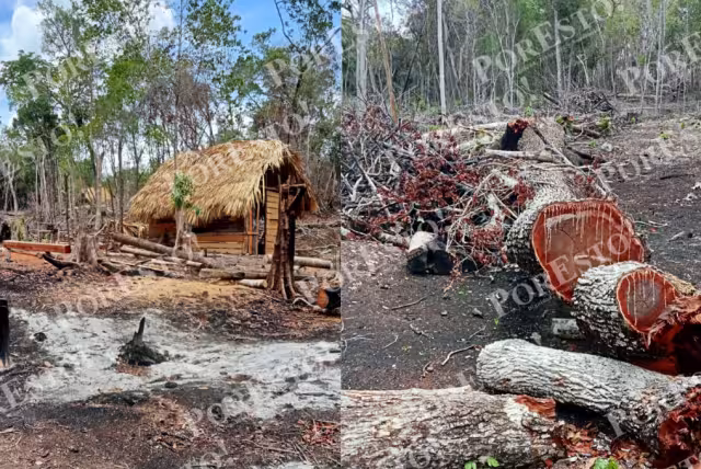 Ejidatarios denuncian invasión de 10 mil hectáreas en selva de Campeche